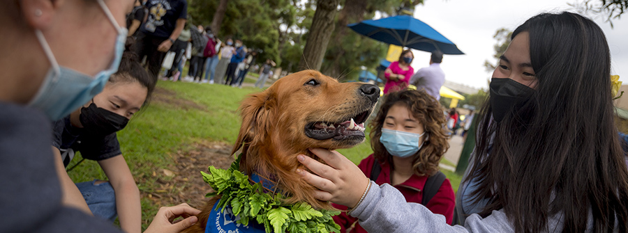 1 of 5, therapy dog getting pet